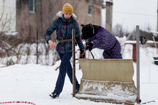 Rusia Ivanovo 24 de diciembre de 2017 la gente entrena a sus perros dog walking editorial