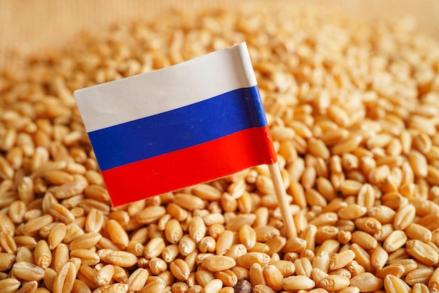 Rusia sobre el concepto de exportación y economía del comercio de trigo de grano