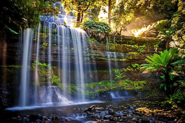 Russel cai, Mt Field National Park, parte da área selvagem da Tasmânia, Tasmânia, Austrália