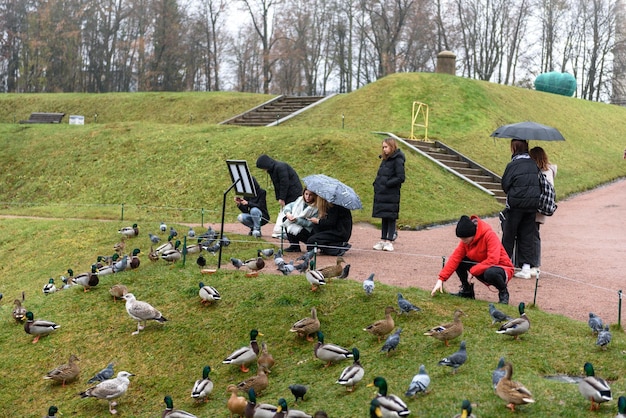 Rússia Gatchina 29 de outubro de 2022 Pessoas no parque alimentam patos