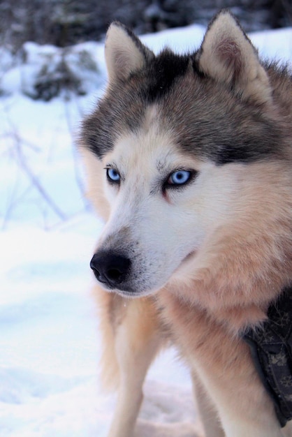 Rússia São Petersburgo 07 de janeiro de 2018 cão husky pronto para a corrida em um trenó