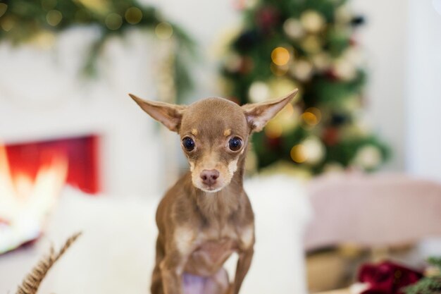 Russian Toy Terrier y decoración navideña