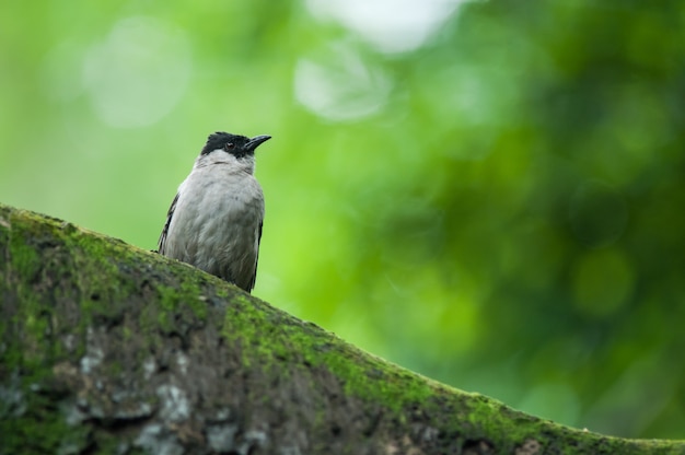 Rußig-köpfiger Bulbul (Pycnonotus aurigaster) stillstehend auf Baum