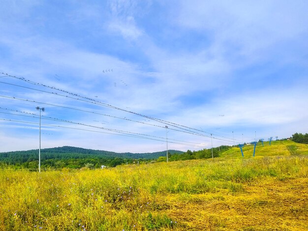 Foto russische sommerlandschaft mit vögeln auf drähten