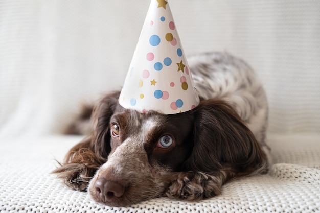 Russische spanielschokolade merle verschiedene farben augen lustiger hund, der partyhut trägt. traurige, hingebungsvolle augen.