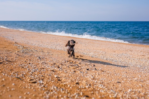 Russischer brauner Spaniel-Welpe läuft und spielt am Sandstrand. Sommer Natur