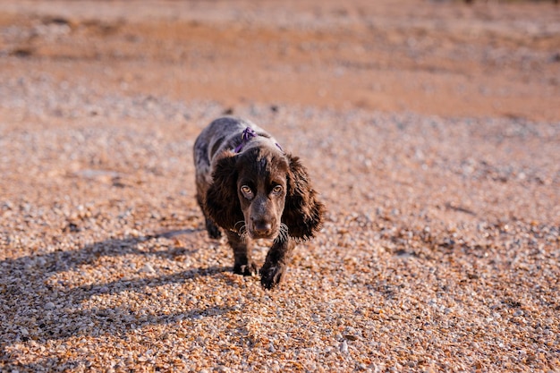 Russischer brauner Spaniel-Welpe läuft und spielt am Sandstrand. Sommer Natur