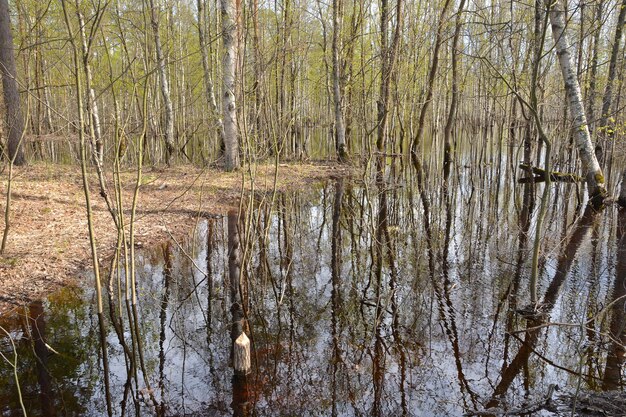 Russischer Nationalpark Meshchersky Anfang Mai