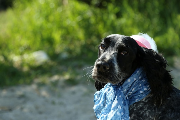 Russischer Spaniel am Strand im Freien