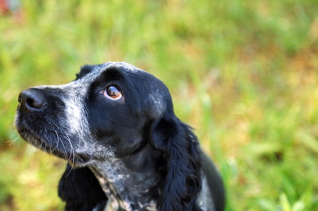 Russischer Spaniel im Freien