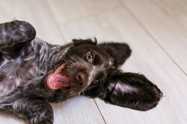 Russischer Spanielwelpe lokalisiert auf weißem Holzboden.