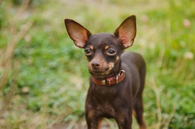 Russischer Spielzeugterrier steht auf Rasen. Nahaufnahme eines zahmen Hundes der Toy Terrier-Rasse, der auf Gras in der Natur läuft?