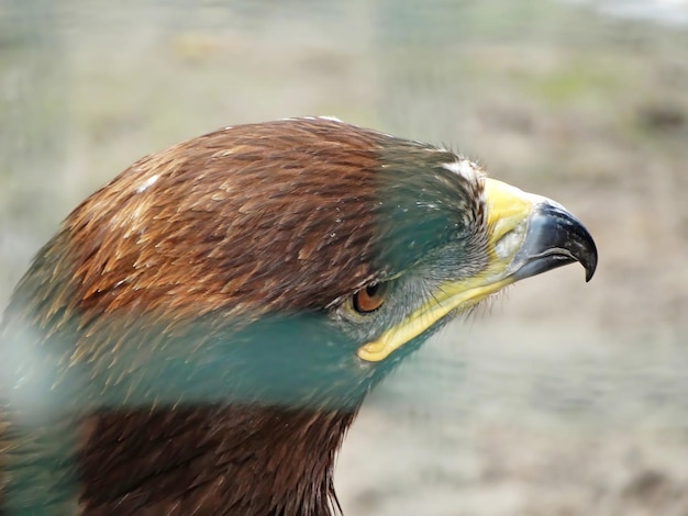 Russischer Steppenadler Close up Portrait schön