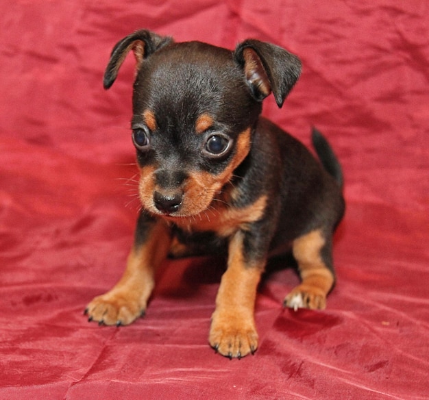 Russischer Toy Terrier