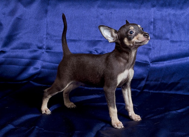 Russischer Toy Terrier