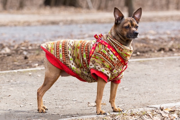 Russischer Toy Terrier