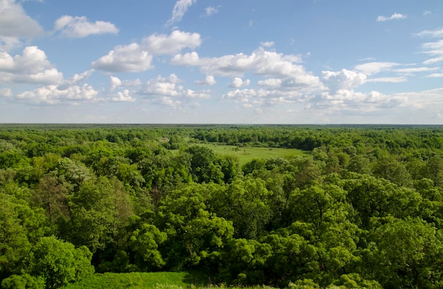 Russischer Wald mit vielen Bäumen und Feldern