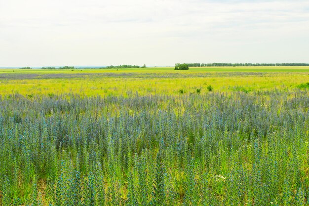 Russisches Feld im Sommer in voller Blüte