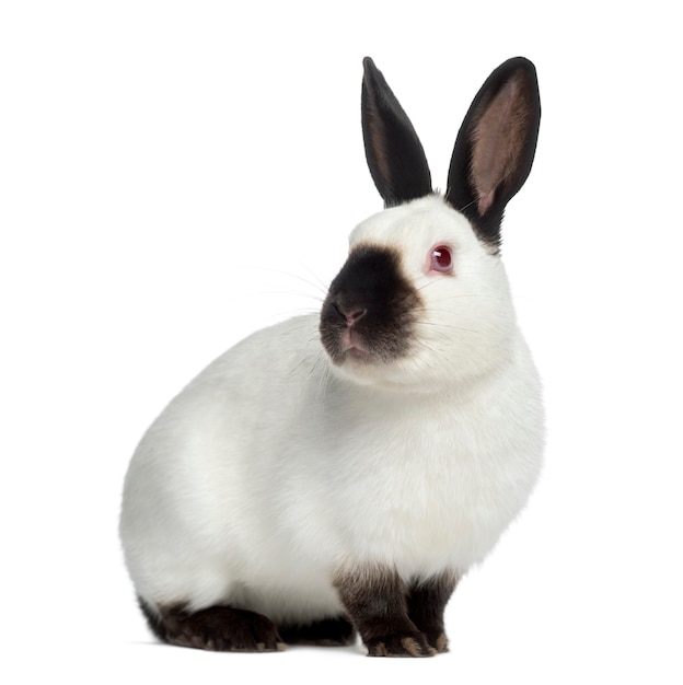 Russisches Kaninchen lokalisiert auf Weiß