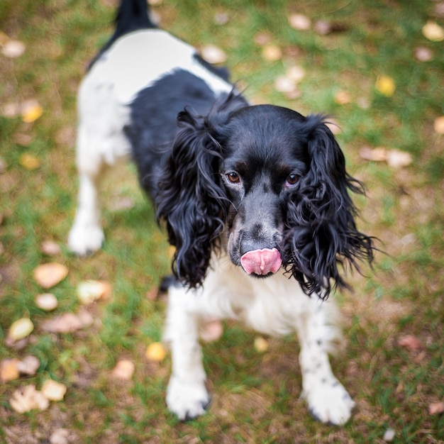 Russisches Spaniel-Porträt eines Hundes