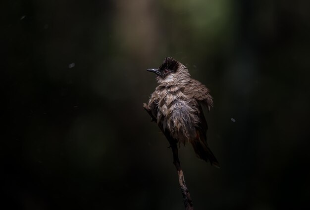 Rußköpfiger Bulbul Pycnonotus aurigaster Fotografieren von Vögeln in künstlerischer Natur