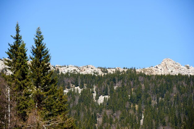 Russlands weiße felsige Berge erheben sich über wildem Waldland mit Steinpisten und gigantischen Kiefern