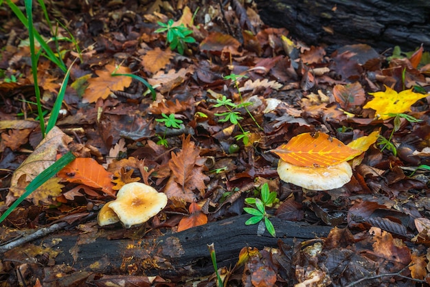 Russula en el bosque de otoño