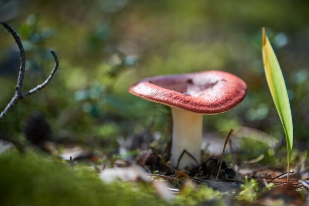 Russula cogumelo na floresta. Lindo pequeno fungo comestível. Coleta sazonal de cogumelos comestíveis