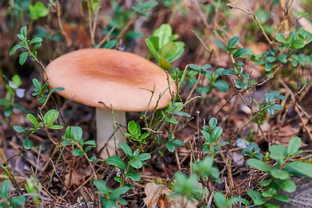 Russula cogumelo na floresta. Pouco fungo comestível. Cogumelos saborosos comestíveis.