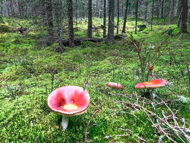 Russula paludosa um delicioso cogumelo brittlegill selvagem comestível