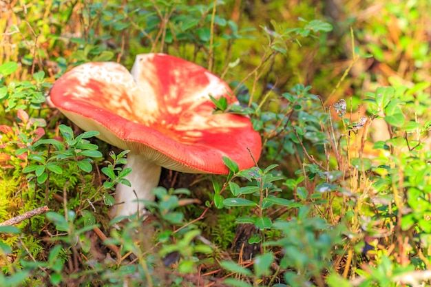 Foto russula pilz wächst im wald