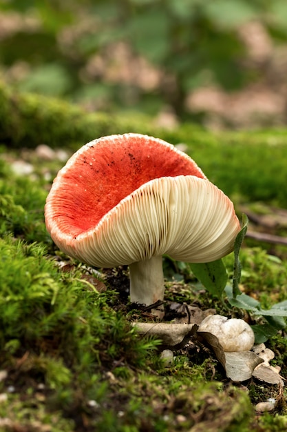 Russula de setas rojas