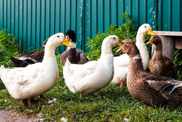 Rustikale Enten