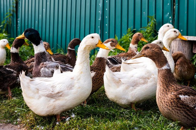 Rustikale Enten