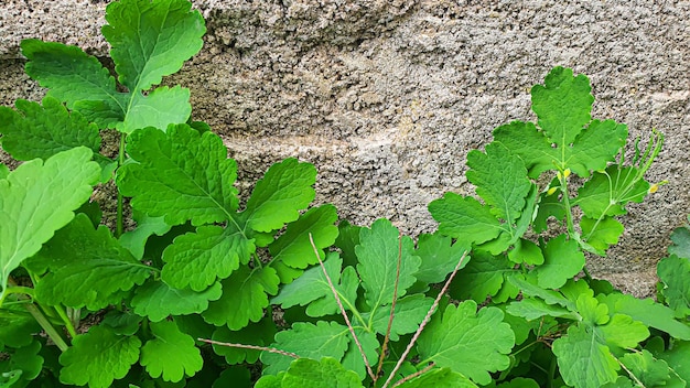 Rustikale grüne Pflanzen im Sommer Kamille und Schöllkraut kleines Gras Wallpaper für Hintergrund und Konstruktion