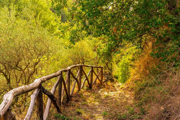 Rustikaler Weg in den Bergen mit grünem Gras und Büschen ländlicher Weg zu den Bergen im Herbst