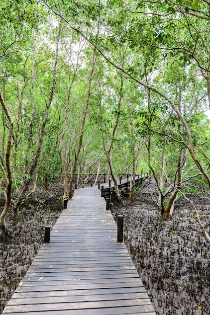 Ruta de aprendizaje de la naturaleza, realizada en madera, y caminata por el bosque de Ceriops.