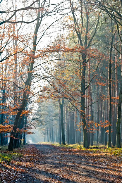 Ruta del bosque durante el otoño en un día soleado