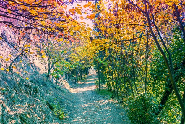 Ruta escénica en el Jardín Botánico de Tbilisi Georgia