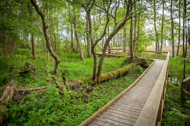 Ruta del paseo marítimo a través de la zona de humedales sendero de estudio de la naturaleza de Kabli Estonia