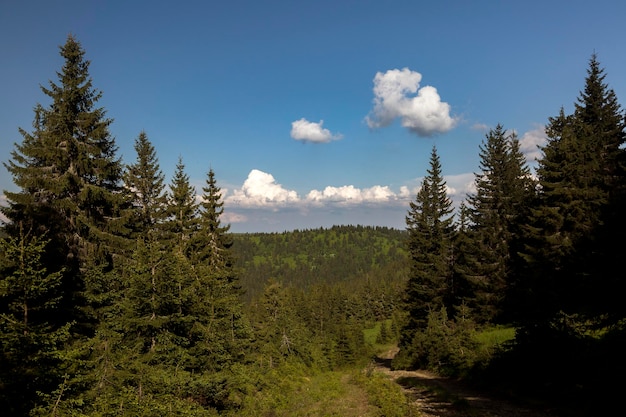 Ruta de senderismo entre el bosque de abetos de verano en los Cárpatos inferiores