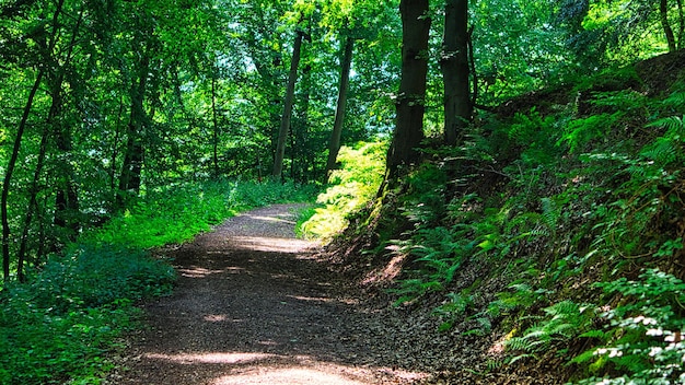 Ruta de senderismo en un bosque caducifolio en Saarland bajo el sol Paisaje foto