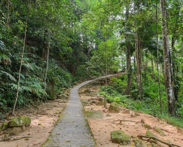 Ruta de senderismo por el bosque, Tailandia