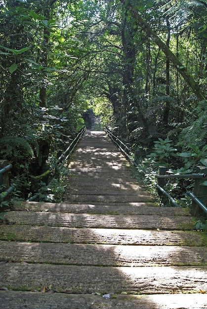 ruta de senderismo en el bosque