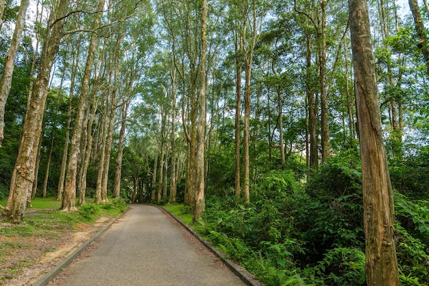 Ruta de senderismo en el bosque