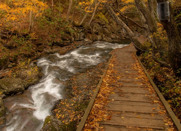 Ruta de senderismo cerca de un río en otoño