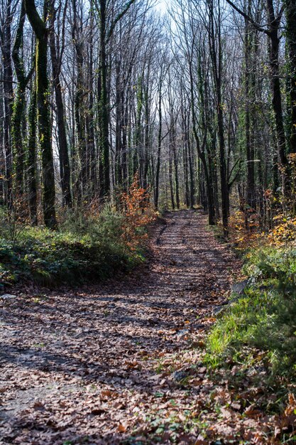 Ruta de senderismo en el paisaje de bosques en el bosque