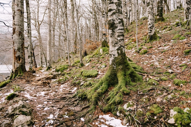 Ruta de senderismo en una pendiente cubierta de abedules de musgo en el parque biogradska gora montenegro