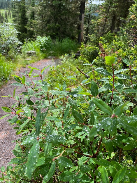 Ruta de senderismo sendero para caminar en un bosque de pinos verdes salvajes. Caminar a través del bosque a la montaña