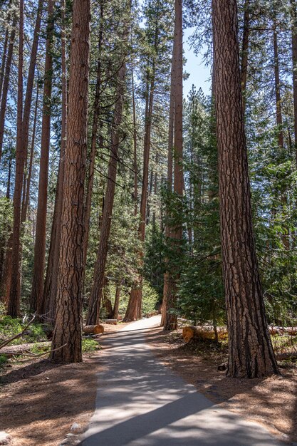 Ruta de senderismo en el valle de Yosemite